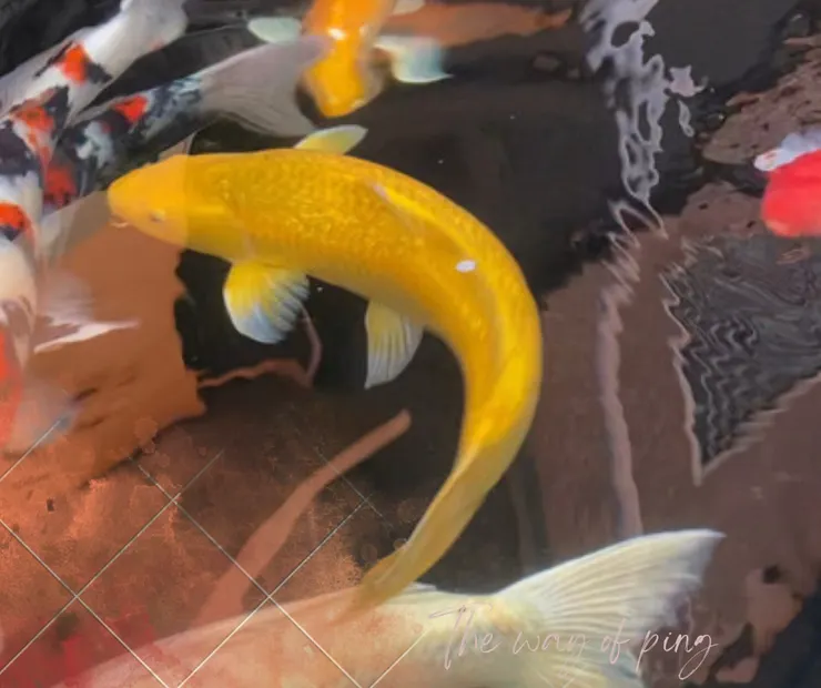 風水，水的布局與方位很重要，風生水起