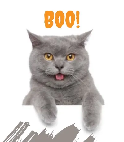 貓女士的療癒沙龍