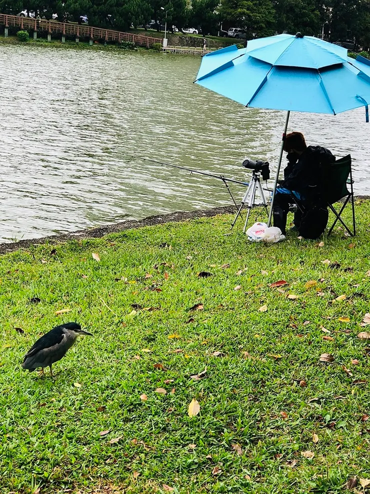 釣客周圍時常有「夜鷺」在排徊，可能鳥類的本能，知道這邊有食物。