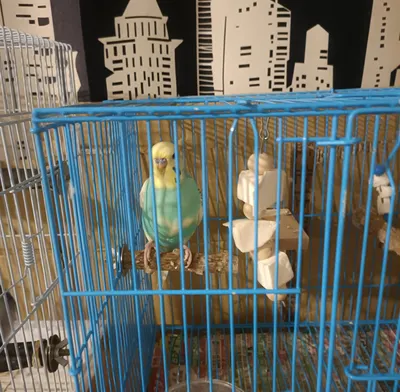 【鸚鵡日常】地震預知鸚