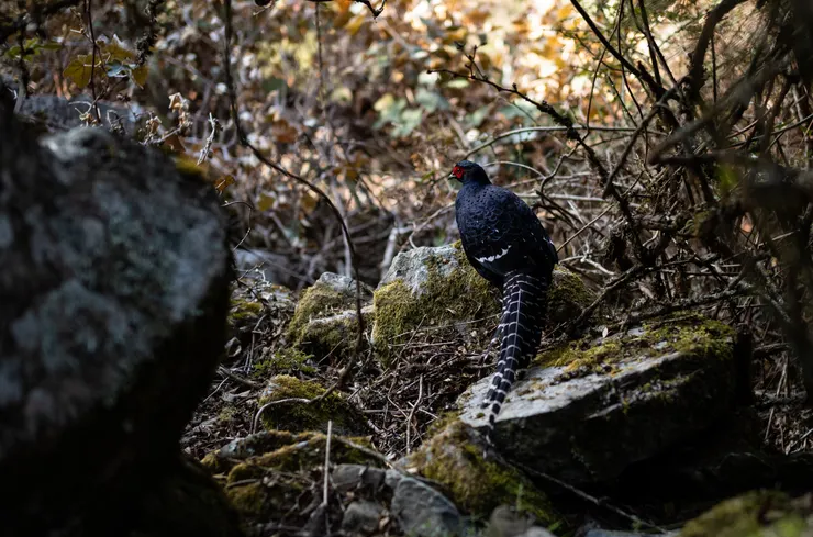 玉山步道上的帝雉。雖然我在大雪山拍過幾百張帝雉倩影，但這個不期而遇的光影，卻是我所擁有過最感動的一張。