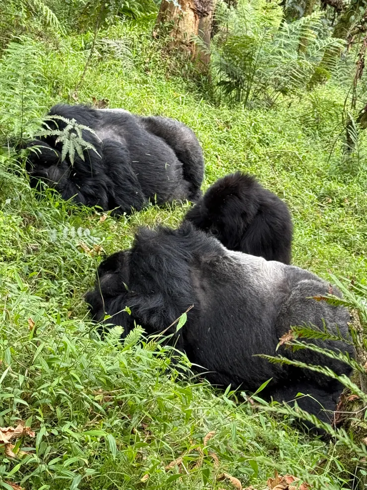 整個家族有9位成員喔