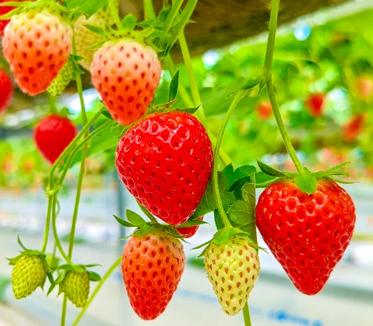 冬季日本旅行就是要吃草莓