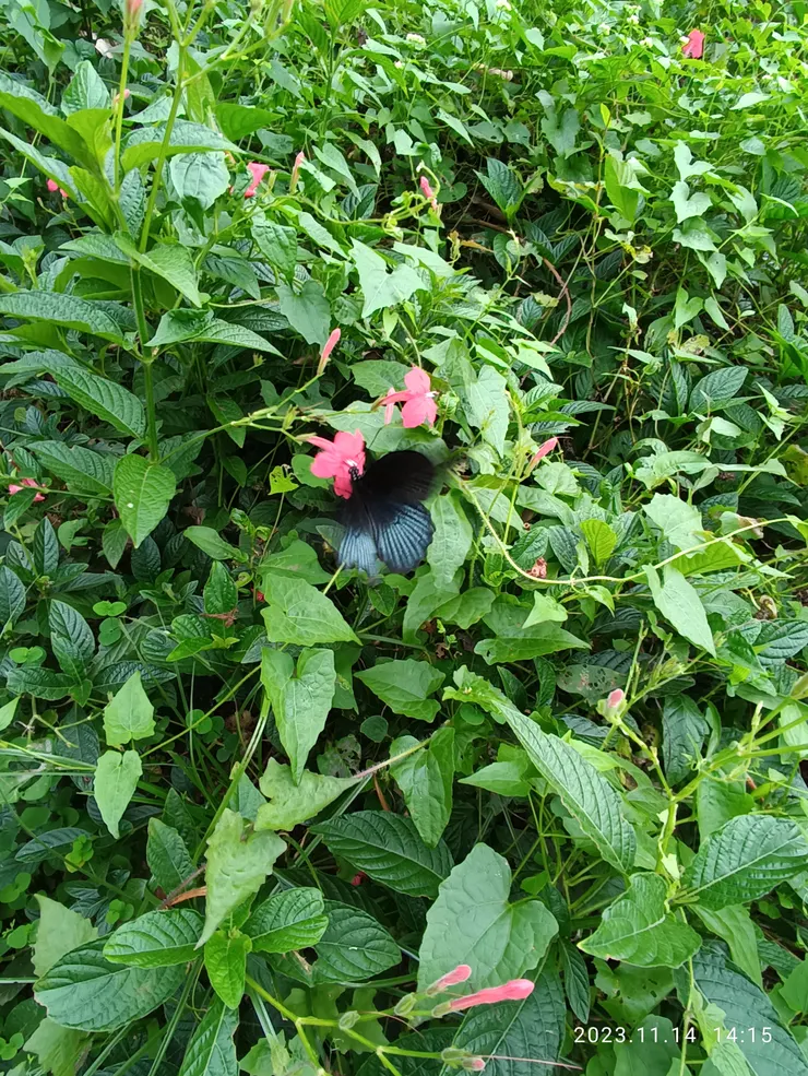 鳳蝶無意，紅花蘆莉將身許