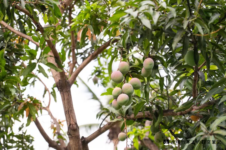 觀察勝利星村的芒果熟成程度，也是一大樂趣