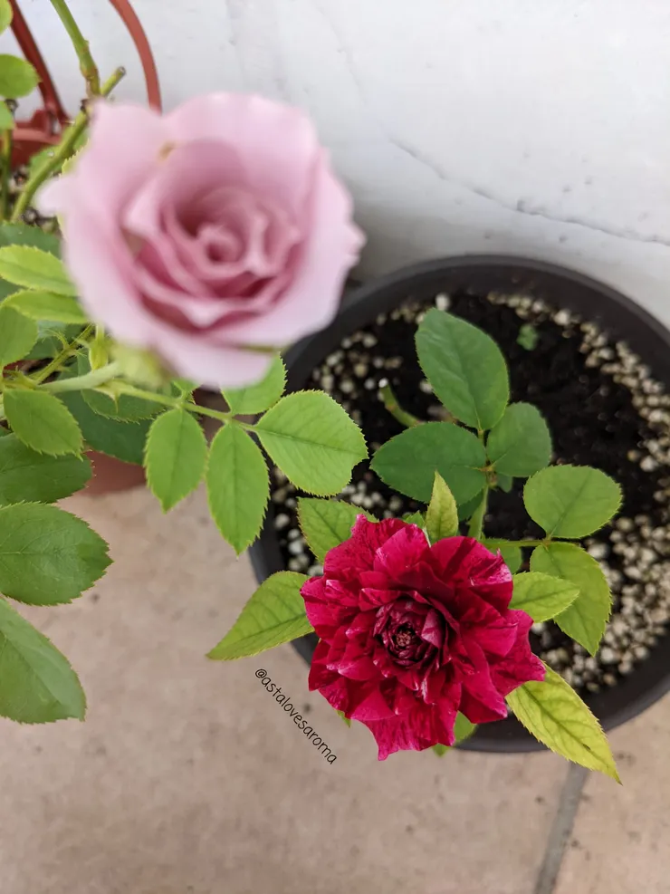 紫星與胭脂虎 七月夏花