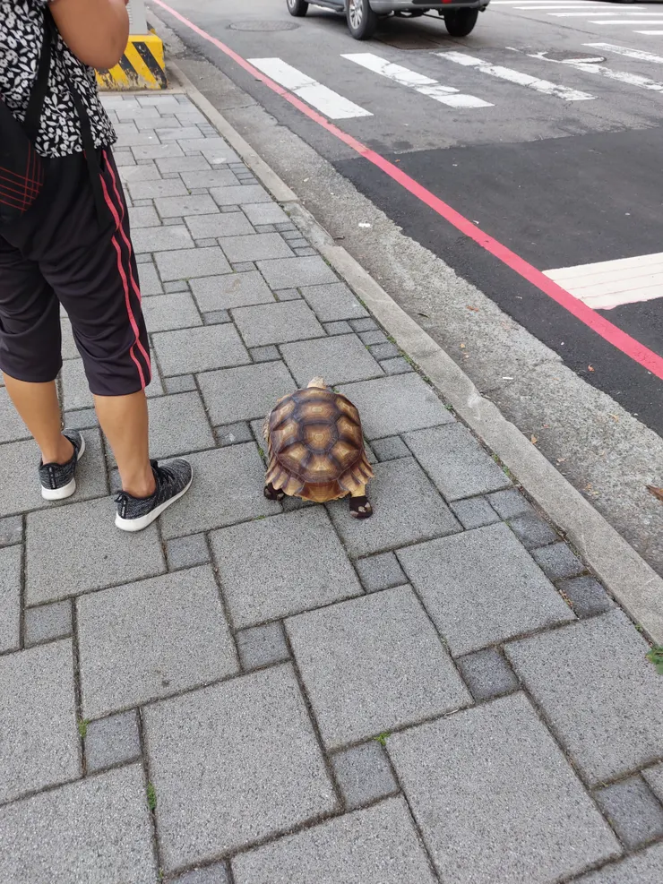 路上看到路人帶著寵物🐢🐢散步