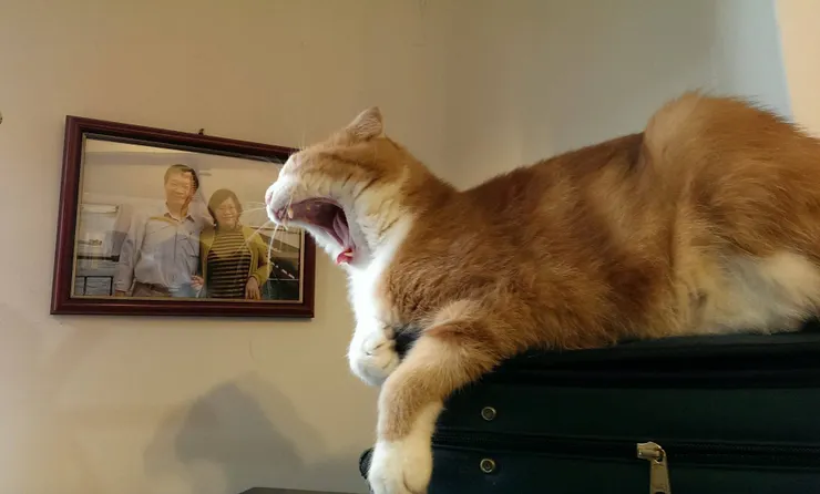 難得拍到打哈欠的黃小咪(李建崑攝影)