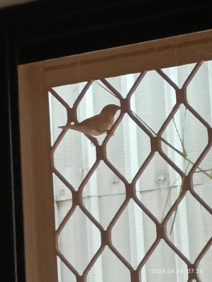 文鳥日訪不懼矣