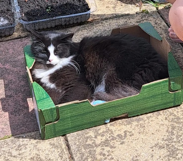 蔬菜盒 總之我很喜歡在它們上面睡，很爽！睡爆！