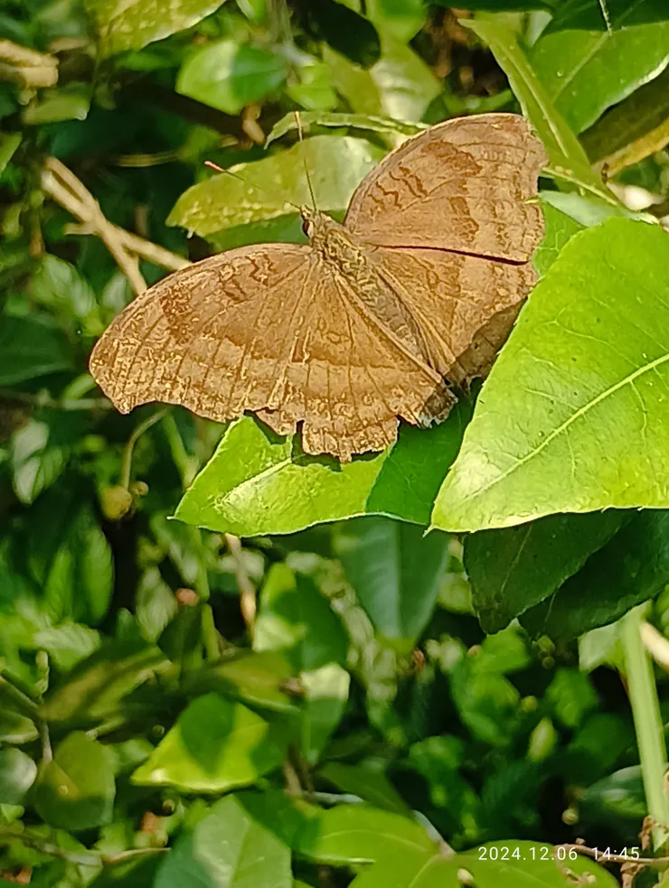 想她是“環紋蝶科”的，約手掌半個大