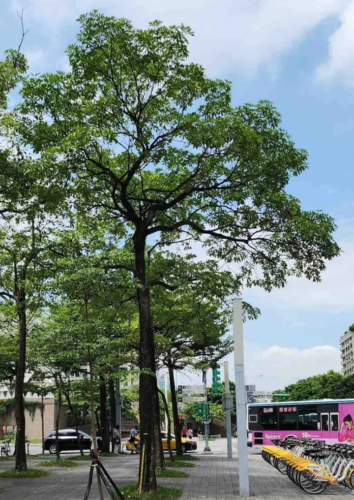台北市政府旁的黑板樹