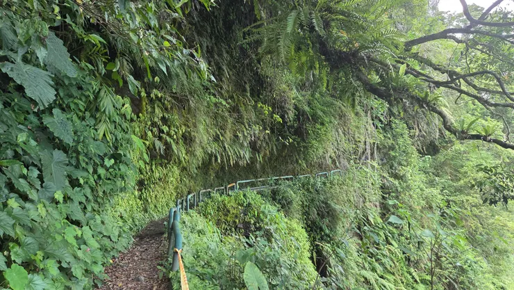 八通關越嶺線沿山腰等高線開闢，步道起伏不大