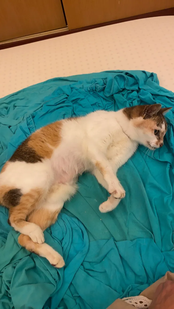 到府服務時,舒服躺在我面的咪咪