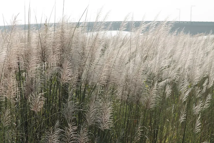 台南曾文溪畔的甜根子草。由 Chammy1111 - Canon 1100D, CC BY-SA 4.0