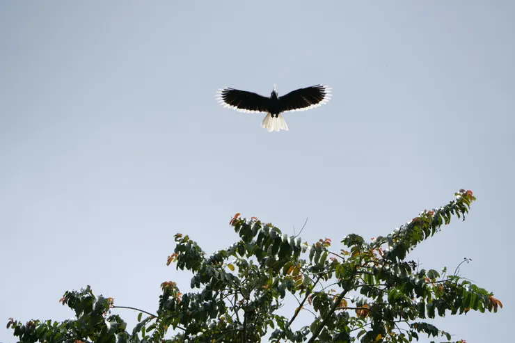 長冠犀鳥 White-crowned hornbill
