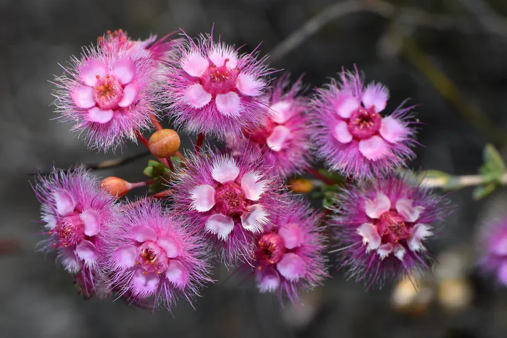 羽蠟花Verticordia plumosa