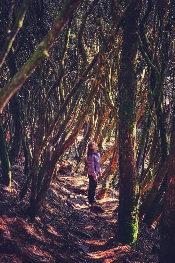 結束鳶嘴山稜線攀爬後，前往稍來山兩旁直立或斜上昇紅褐色的杜鵑林在陽光穿梭下我像是走進魔幻森林