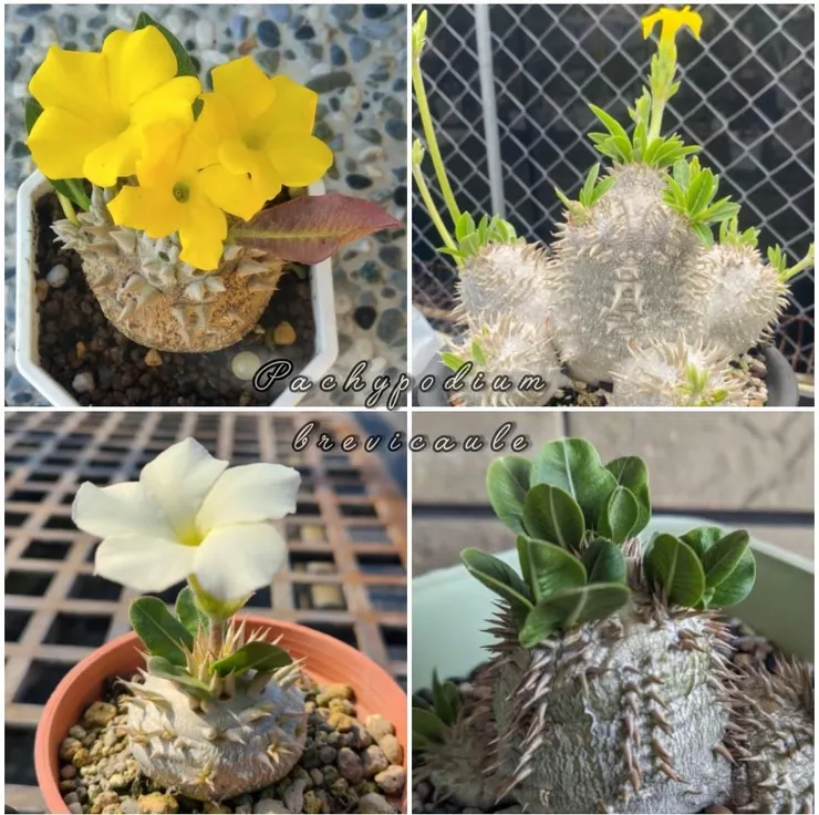 惠比須笑Pachypodium brevicaule
