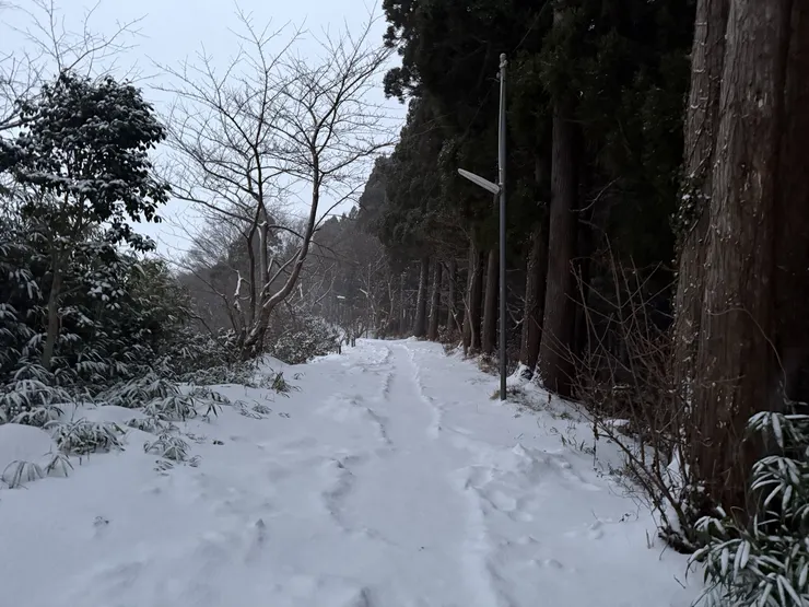 坦白說，右邊的樹林密度，確實有甚麼野生動物也不出奇。