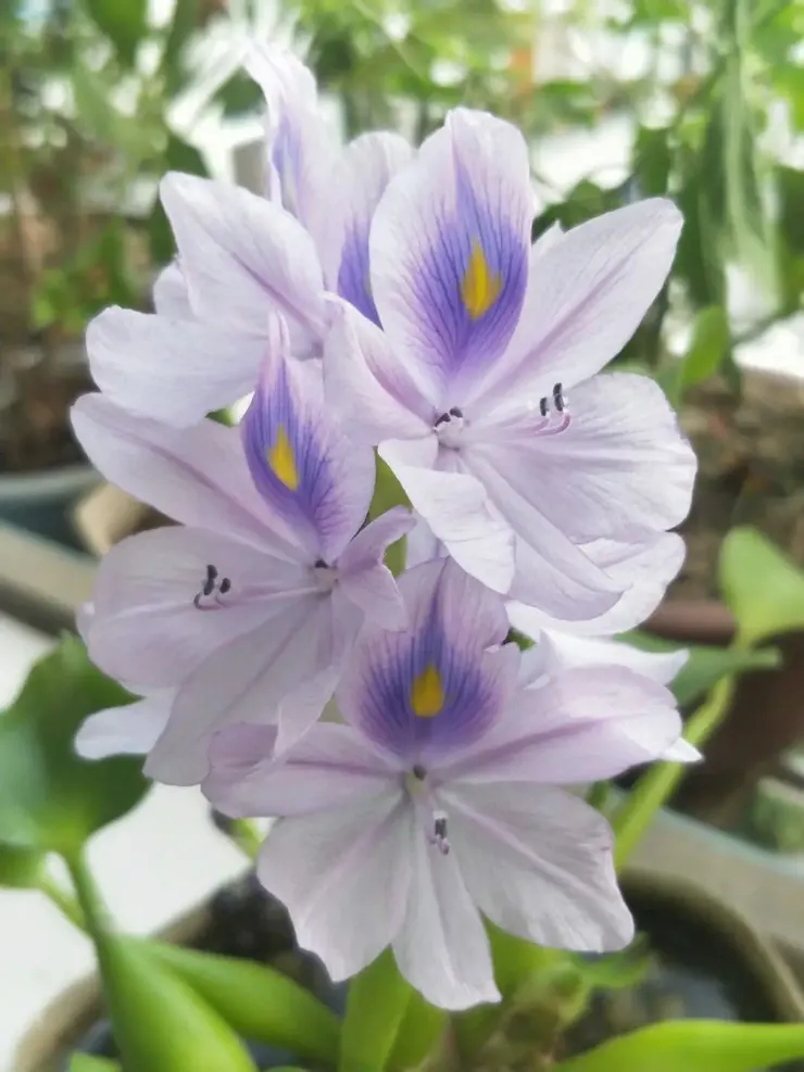 鳳眼蓮(Pontederia crassipes)