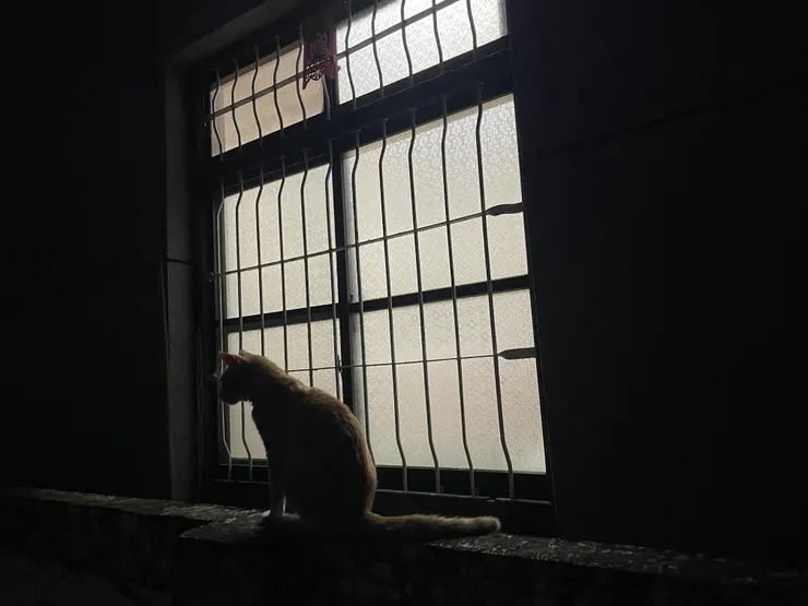 某天晚上散步時，看到小橘貓貓在圍牆上，透個隔壁鄰居窗戶的光影拍下來的。
