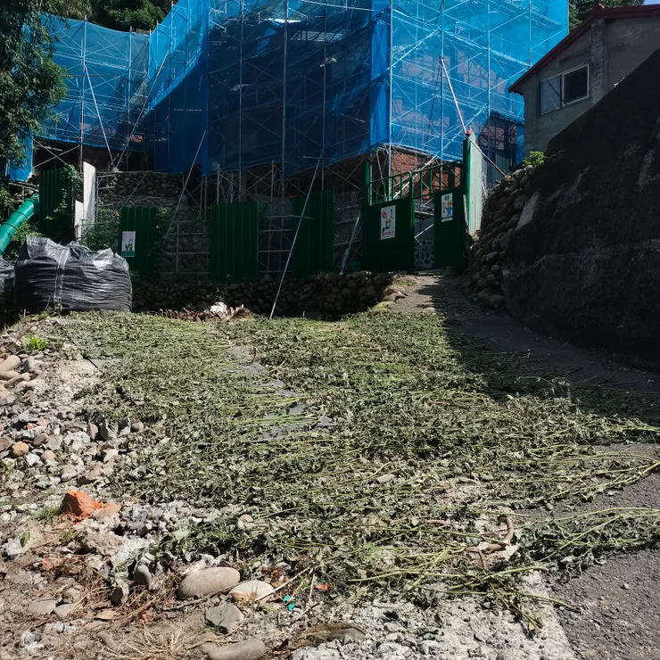 村民鍾大哥因受惠於虱母頭的天然療法,開始成為種植白花虱母頭的專業戶。