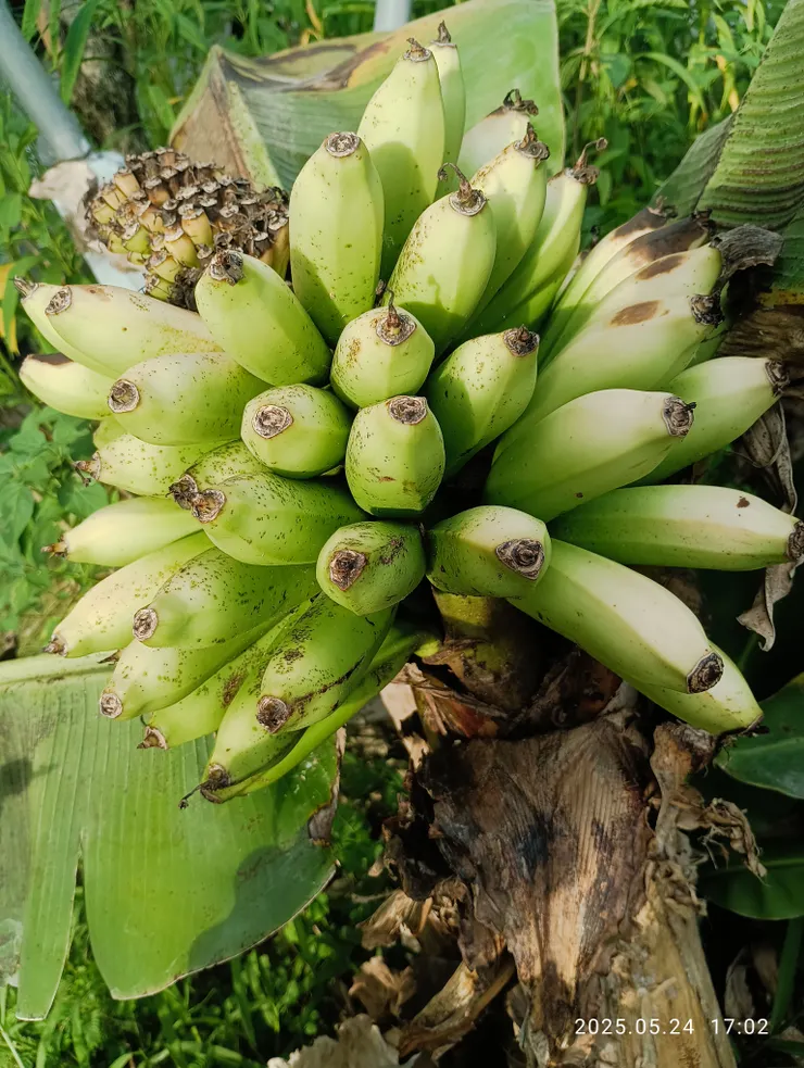 平生首見三尺蕉的果