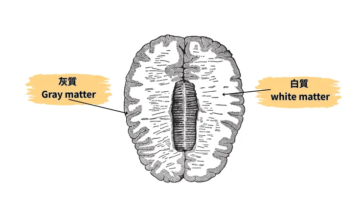 大腦灰質與白質