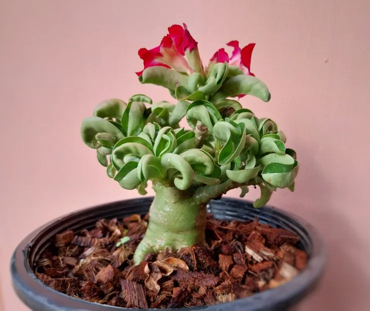 羊角沙玫(Dorset Horn Adenium)