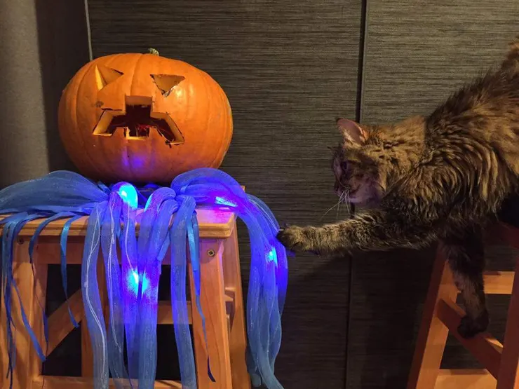 秋天，就是要有萬聖節