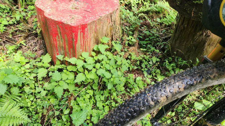 地上滿滿咬人貓