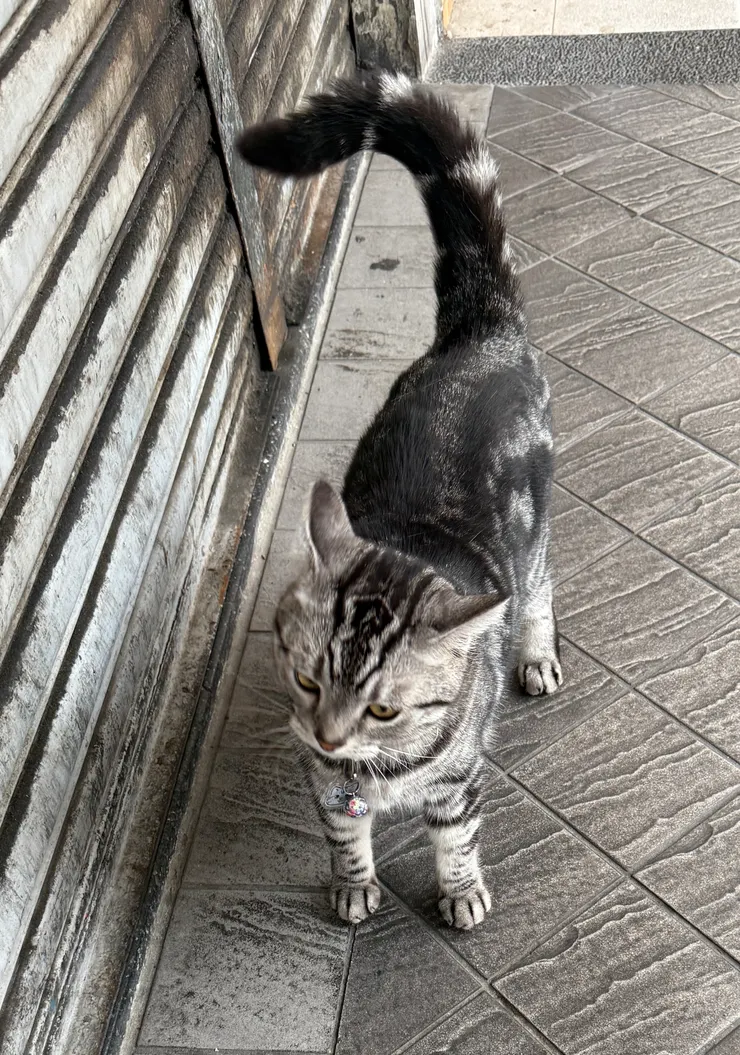 超級可愛的貓店長