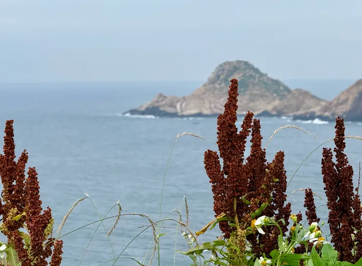 馬祖沒有金門那樣整片的高粱田，但偶爾能在路邊發現幾株。