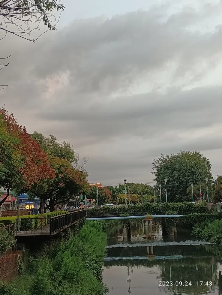 欒樹名四色樹也稱“苦楝舅“,今第一色黃色與第二色磚紅色正雜陳開放中，萬年溪岸拍攝