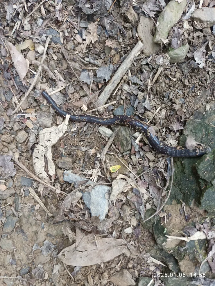 大黑蚯蚓如筷子長