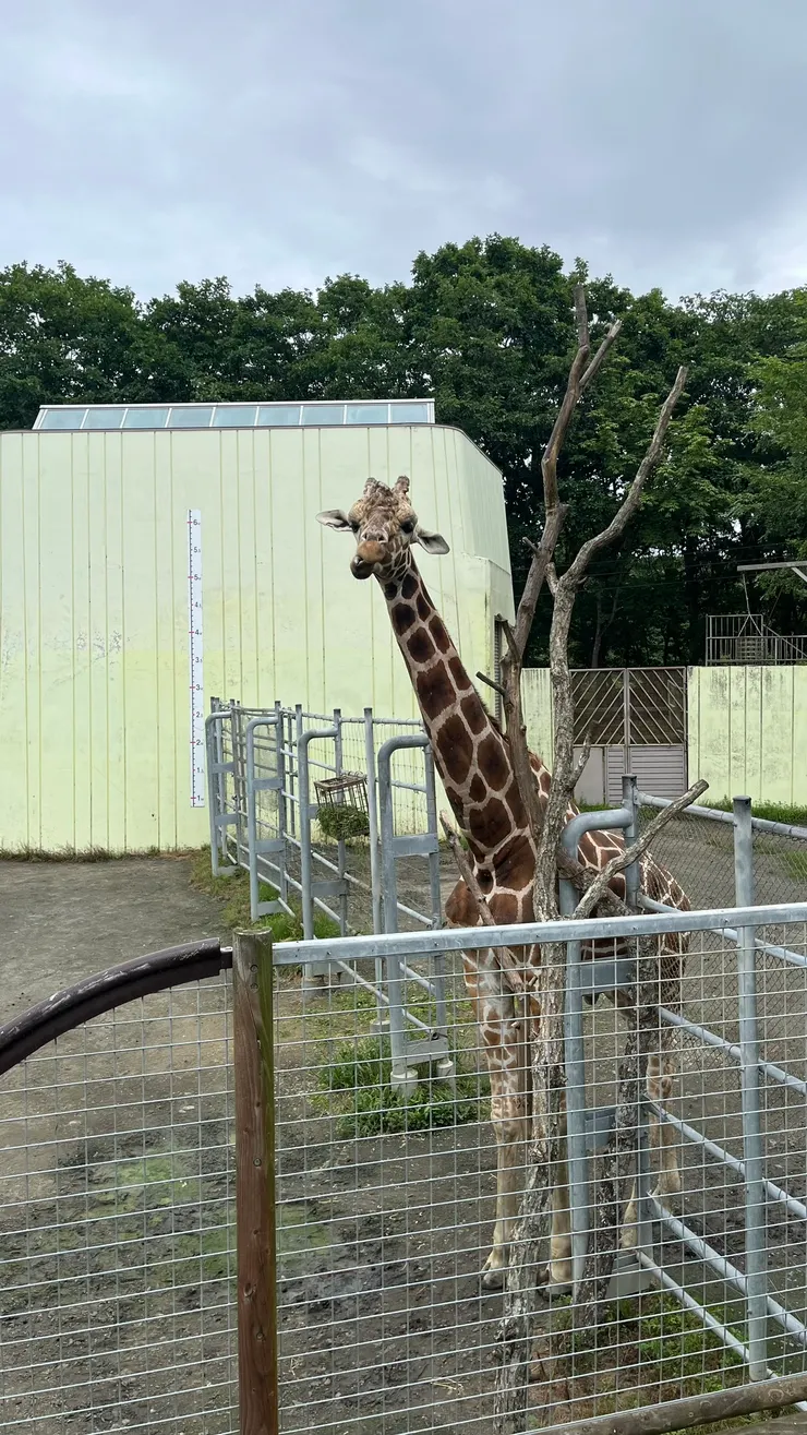 幾何狀、邊緣分明的深色網狀花紋為這類長頸鹿的特徵。