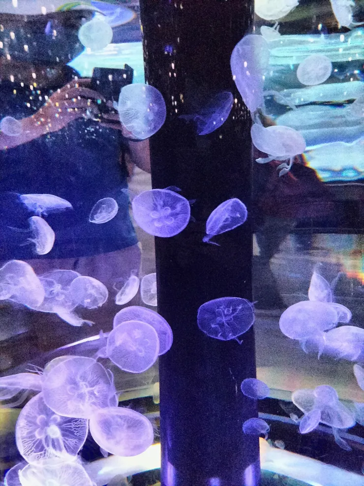 X-Park的水母/Mingling攝