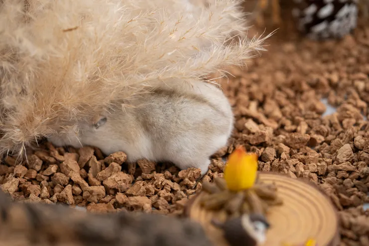 到攝影棚也一直拼命想躲起來的阿朵