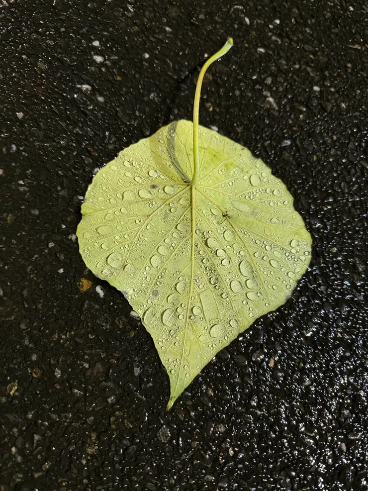 最後分享一下今天下班途中欣賞掉在路中央的一片葉子，看似平凡卻讓我覺得很美～