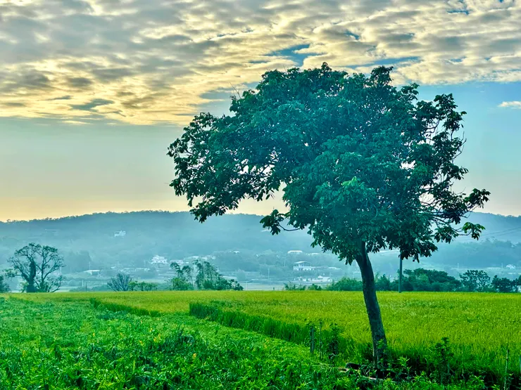 獨立於田邊的這棵樹,彷彿有台東金城武樹的氣勢