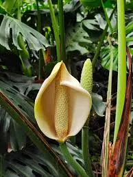 龜背竹果實(未成熟)