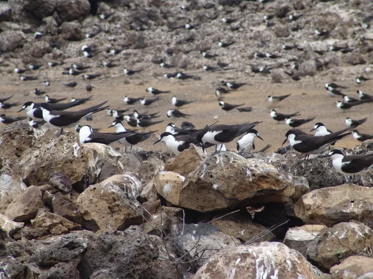 https://commons.wikimedia.org/wiki/File:Onychoprion_fuscatus_Ascension_Island_3.jpg