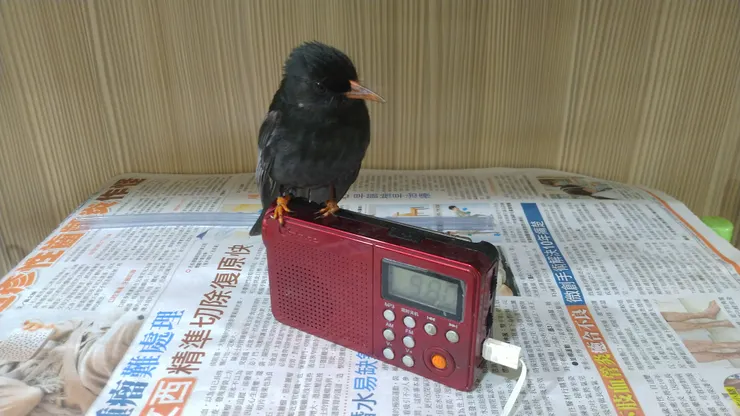 圖示:紅嘴黑鵯台灣特有亞種成鳥,站在收音機上聽廣播。圖片來源為張居隱:https://www.shutterstock.com/zh/image-photo/2485283213
