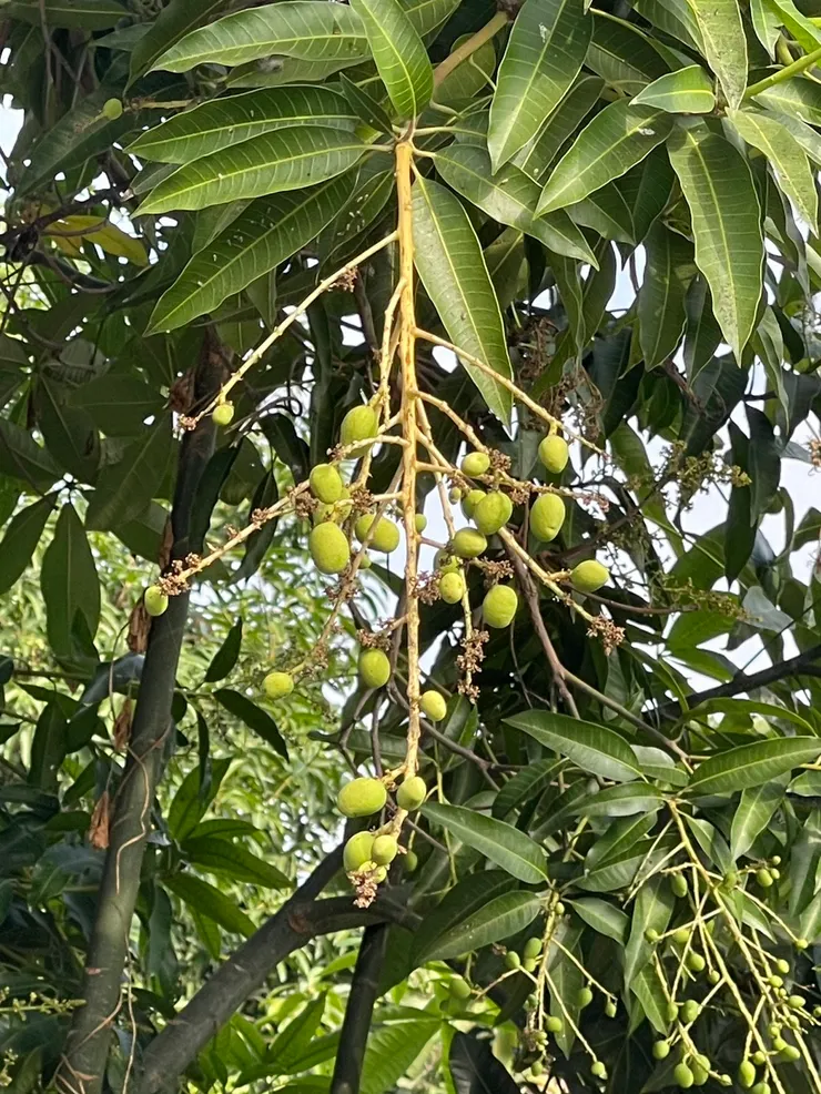 老芒果樹結實累累