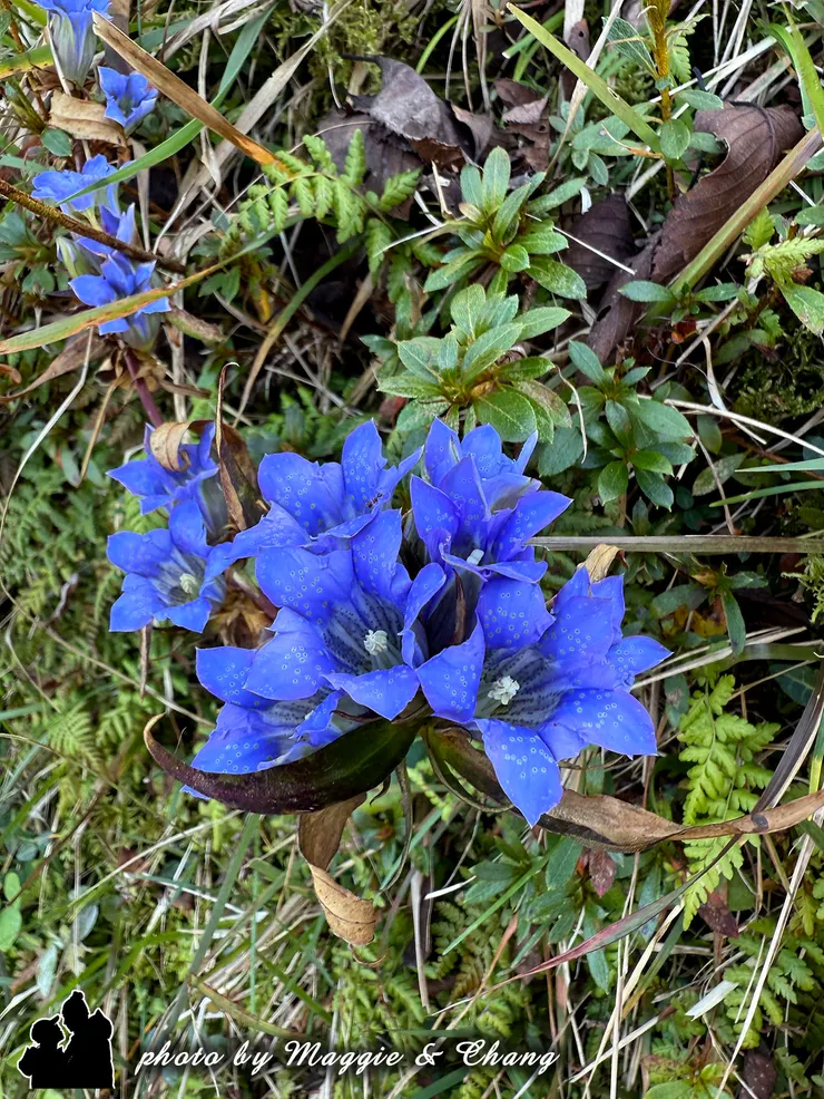 沿途上未曾見過的小藍花