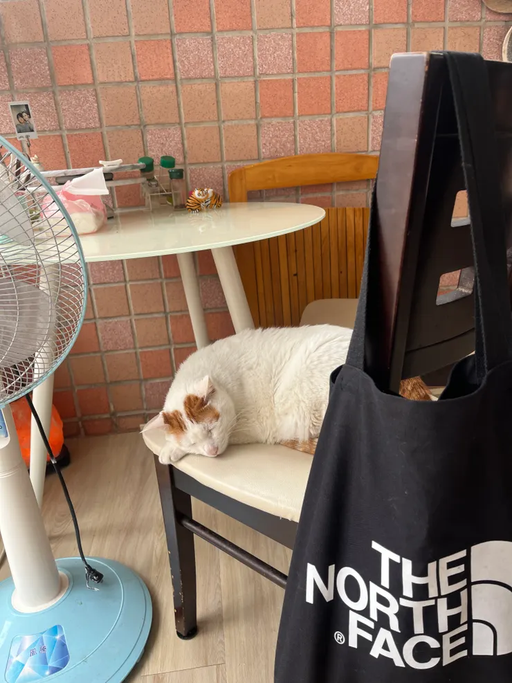 老了六歲的貓，還是很自在