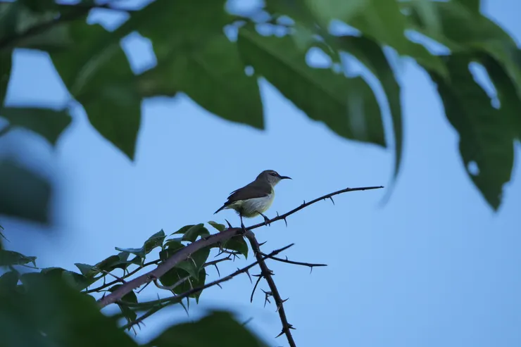 Paled-billed Flowerpecker（Female）