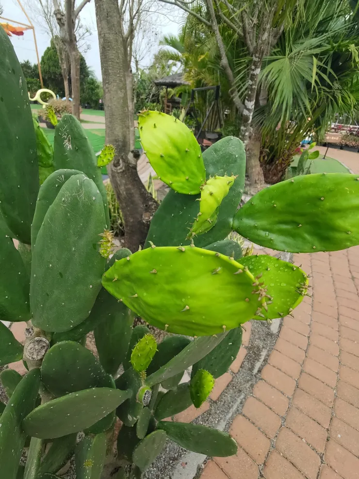 仙人掌 好綠~好漂亮