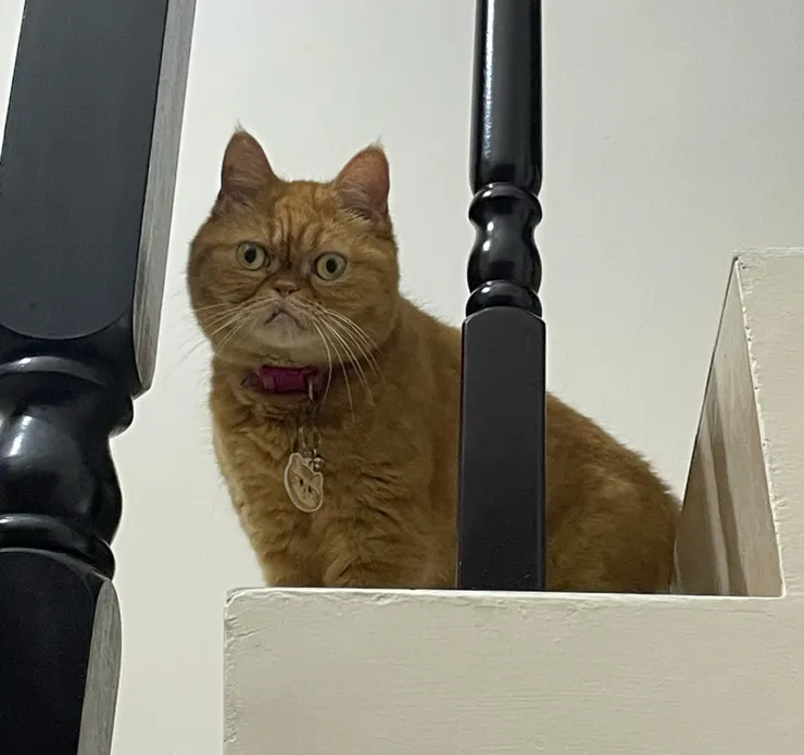 阿咪的表情有哀怨